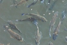 Tilapia